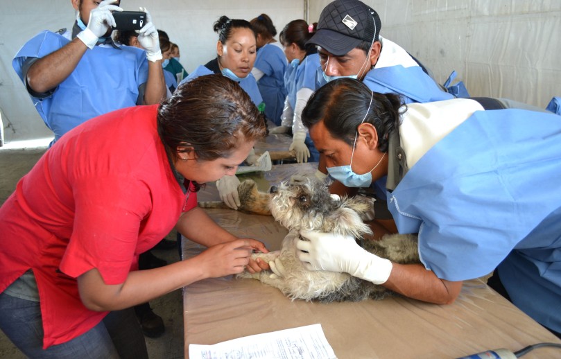 Gobierno de Chimalhuacán alista mega jornada de esterilización (Archivo) (2)